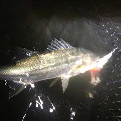 ナイトウェーディング