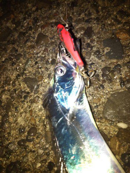 夕マズメ1時間釣行