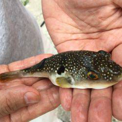 ちょい投げマジ楽しめる！(￣▽￣)v