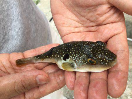 ちょい投げマジ楽しめる！(￣▽￣)v