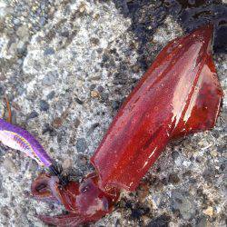 垂水漁港でエギング！！