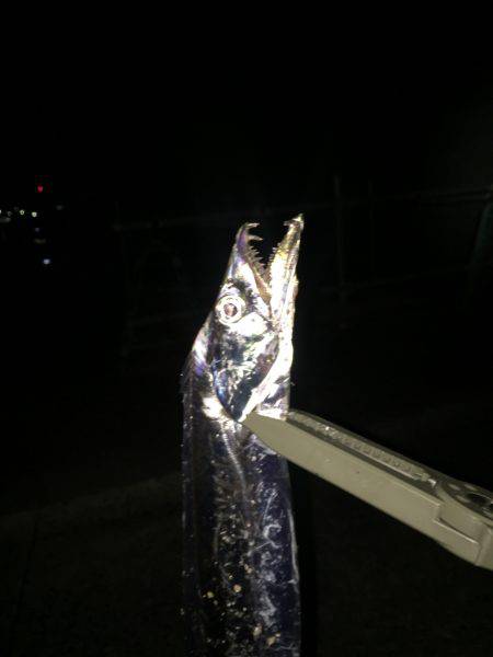 群れもサイズも小さい