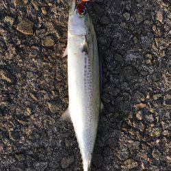 ライトショアジギング