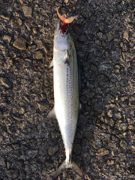 ライトショアジギング