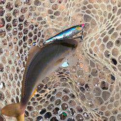 朝マヅメ高活性