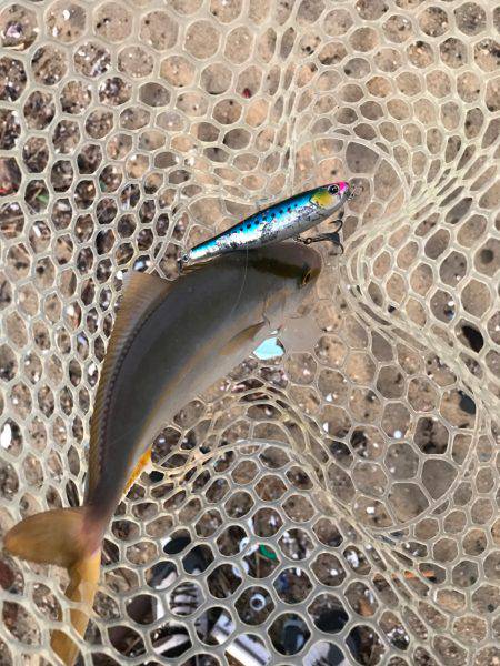 朝マヅメ高活性