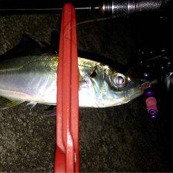 休み前アジング