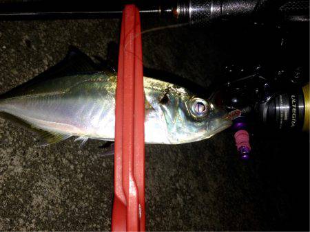 休み前アジング