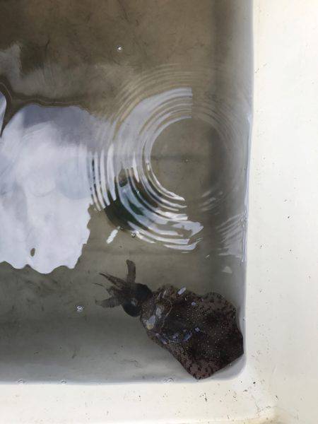 ボートエギング