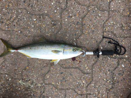 ショアジギング