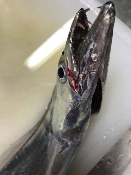 タチウオは何処