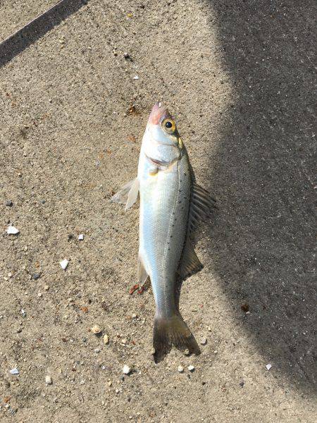 ゴミゴミゴミゴミ