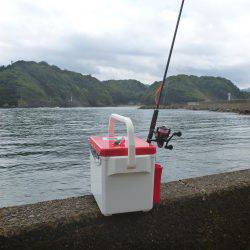 豊岡竹野港内でアオリイカ