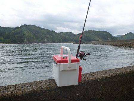 豊岡竹野港内でアオリイカ