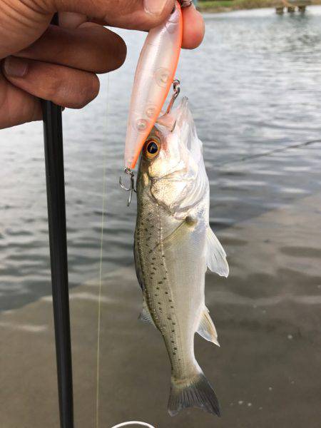 員弁川16時頃トップにて