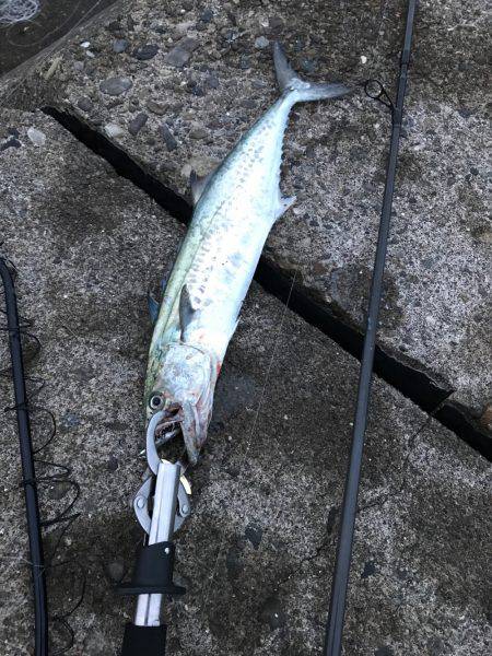 ライトショアジギング