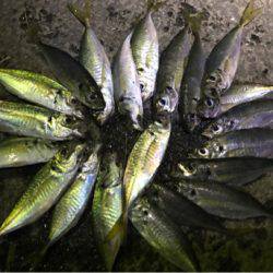 久しぶりにアジング成立！