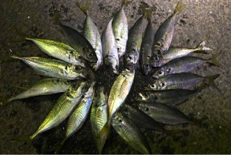 久しぶりにアジング成立！