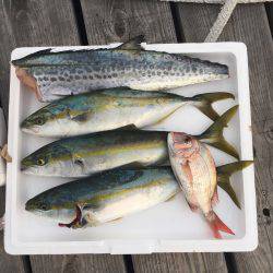 久しぶりのジギング