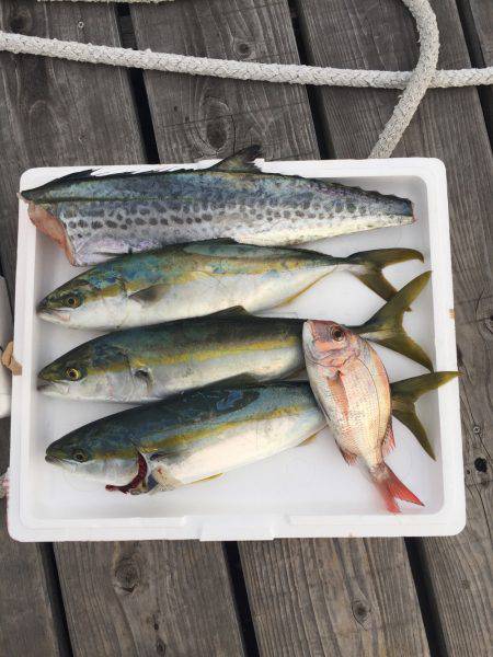 久しぶりのジギング