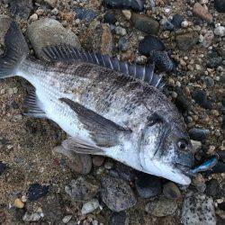 朝マヅメ高活性②