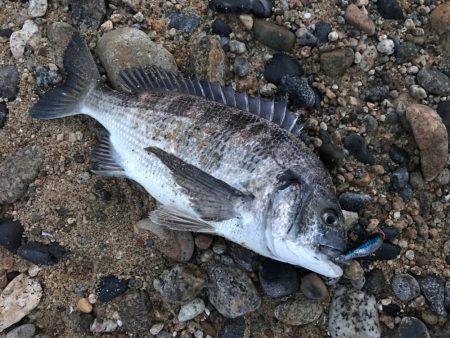 朝マヅメ高活性②