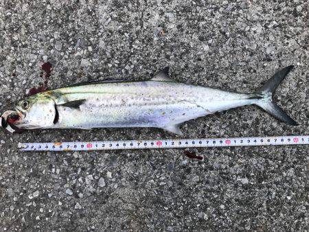 夜中からタチウオ！朝からサゴシ！