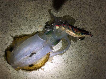 ライト、ライト