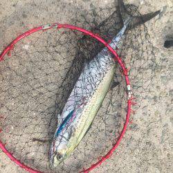 貝塚人工島 ハマチアンドサゴシ