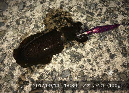 アオリとコウイカ