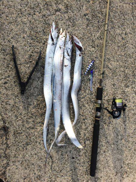 ワインド タチウオ