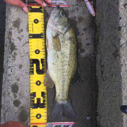 員弁川 シーバス