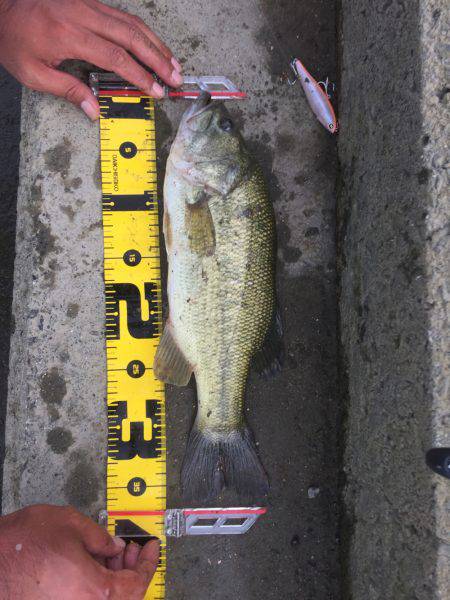 員弁川 シーバス