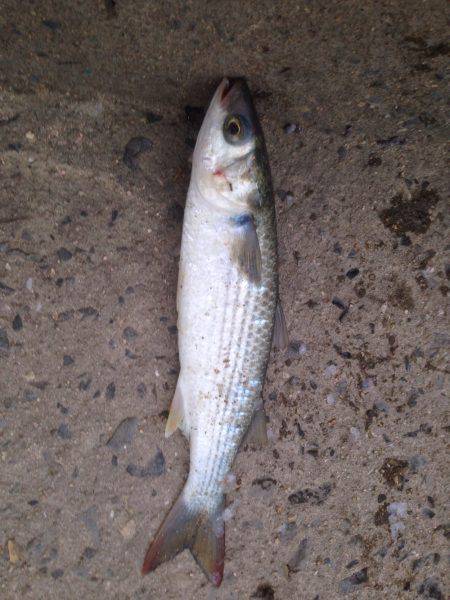 ボラ、セイゴ釣果