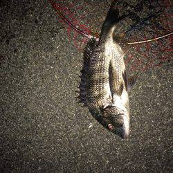 チニング初マチヌ