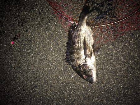 チニング初マチヌ