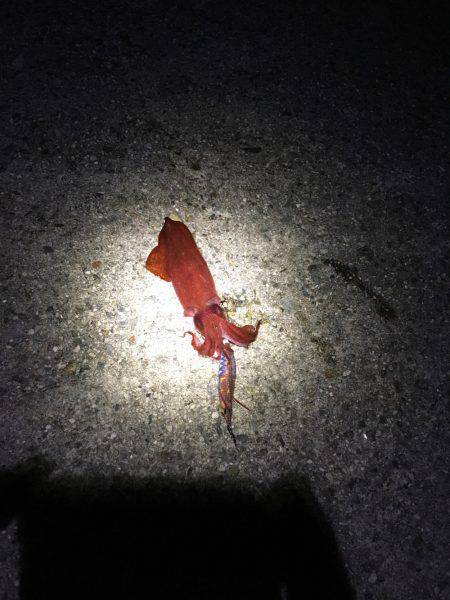 まだまだ小さいな