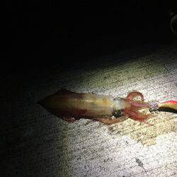 エギング&ショアジギング