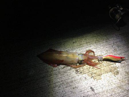 エギング&ショアジギング