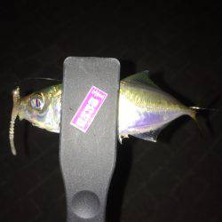 台風前にちょいアジング