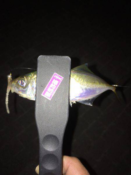 台風前にちょいアジング