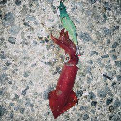 全然あたりなし！