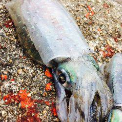 友人とエギング