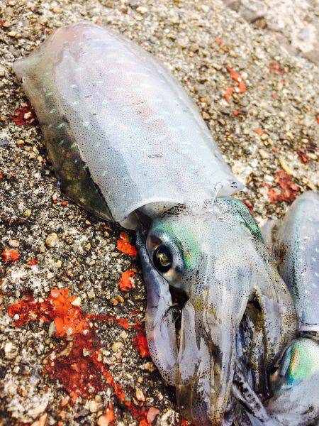 友人とエギング