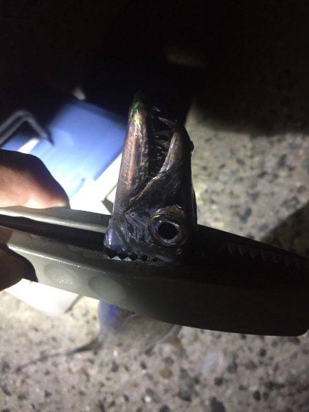 台風前タチウオ