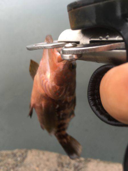 台風前に釣りに・・・