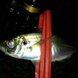 プリタイフーンアジング