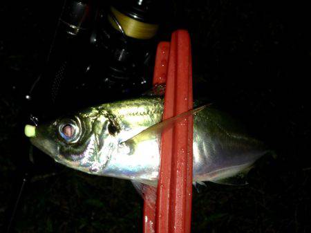 プリタイフーンアジング