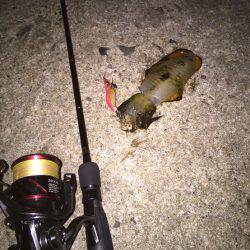 台風前エギング