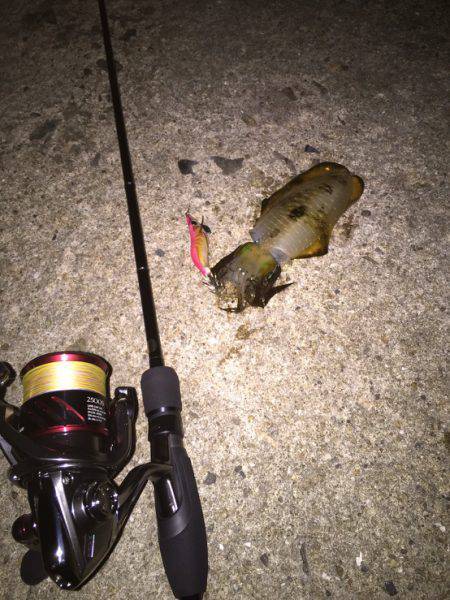 台風前エギング